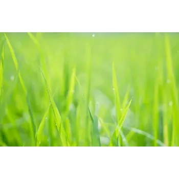 Lawn Grass